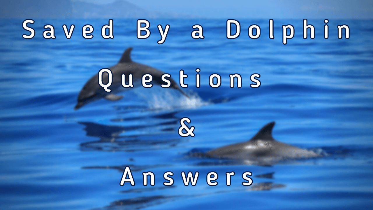 Saved By a Dolphin Questions & Answers WittyChimp