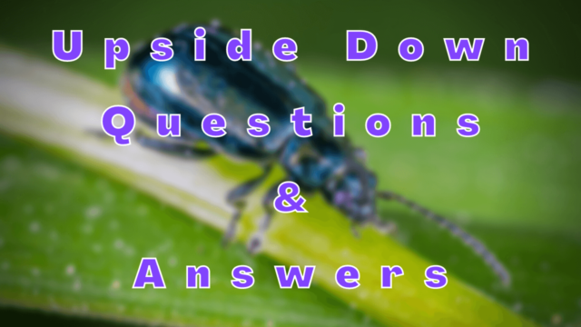 Upside Down Questions & Answers