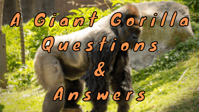 A Giant Gorilla Questions & Answers