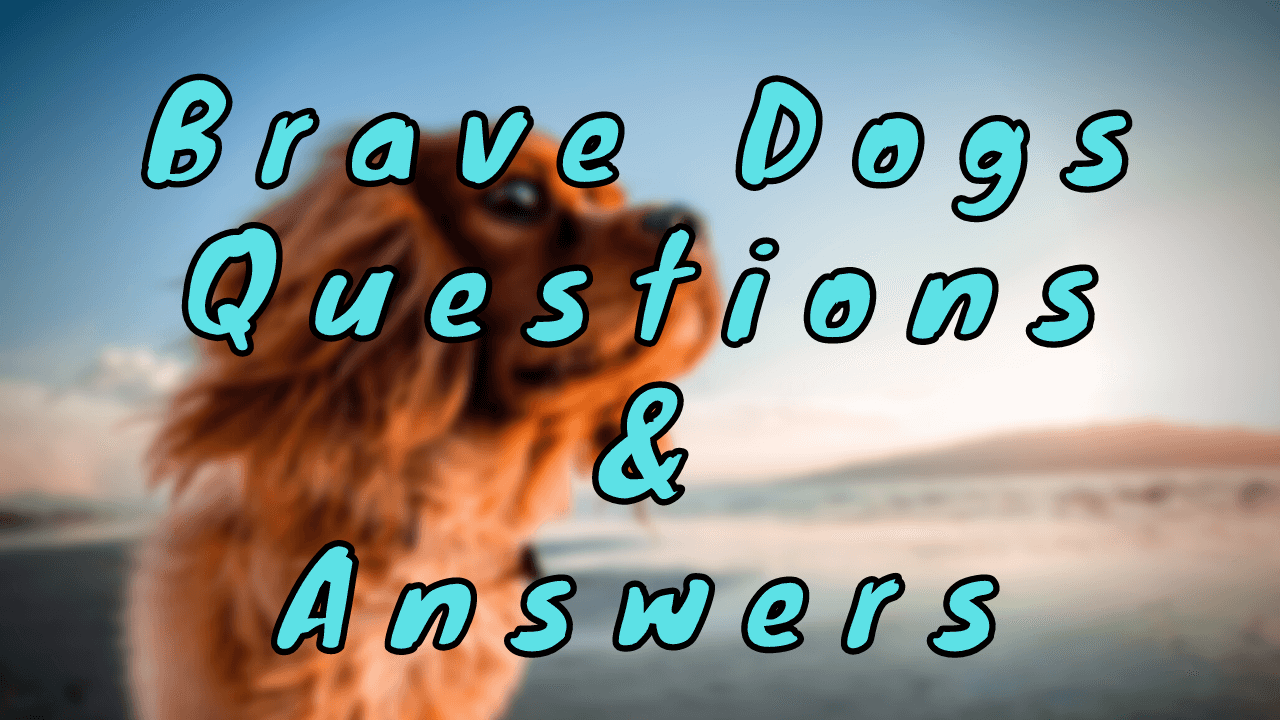 Brave Dogs Questions & Answers
