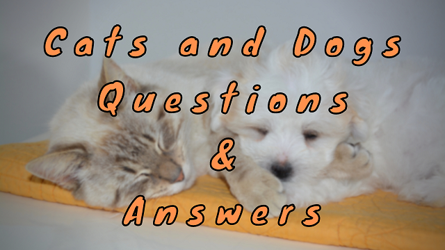 Cats and Dogs Questions & Answers