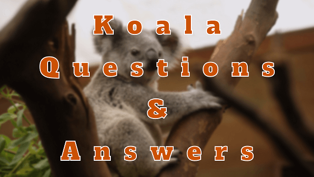 Koala Questions & Answers
