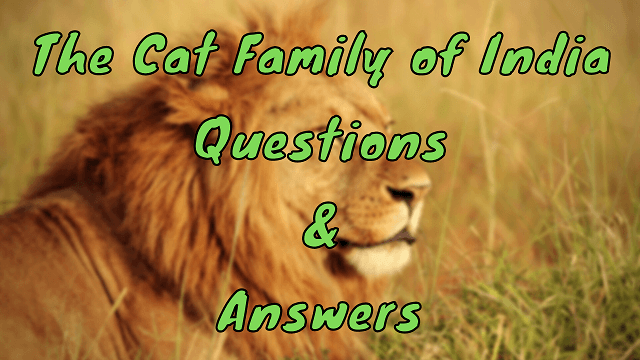 The Cat Family of India Questions & Answers