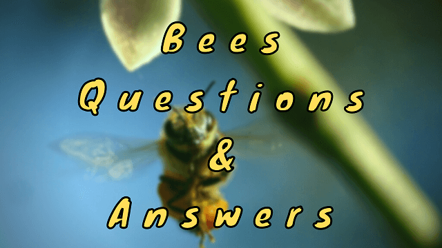 Bees Questions & Answers
