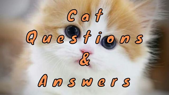 Cat Questions & Answers