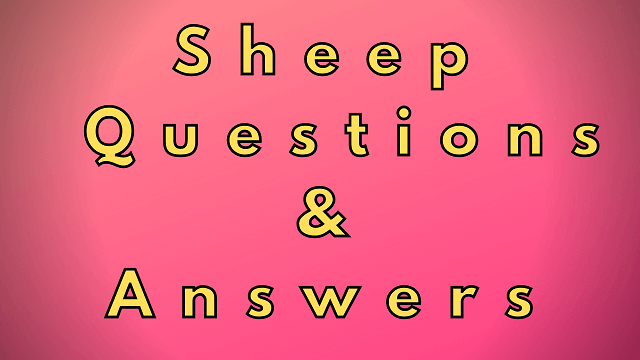 Sheep Questions & Answers