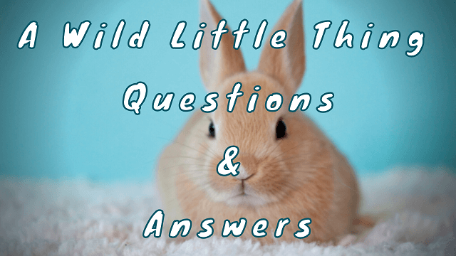 A Wild Little Thing Questions & Answers