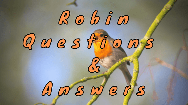 Robin Questions & Answers