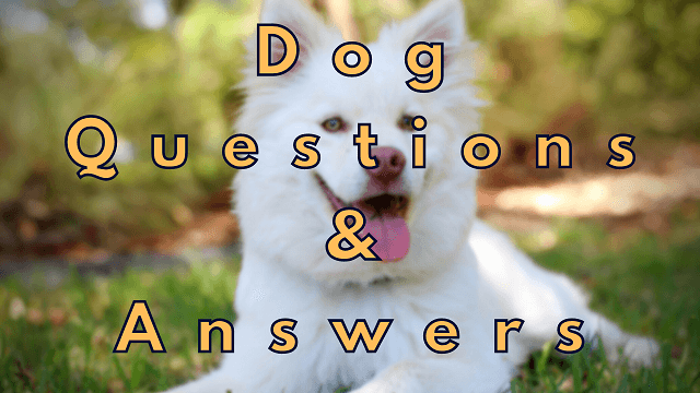 Dog Questions & Answers
