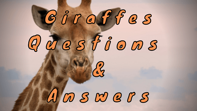 Giraffes Questions & Answers - WittyChimp Giraffes Questions & Answers - WittyChimp
