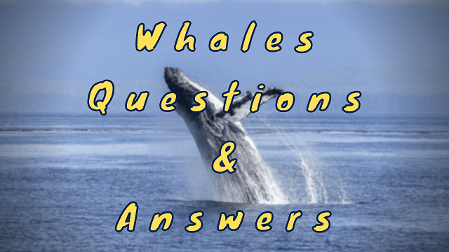 Whales Questions & Answers