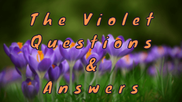 The Violet Questions & Answers