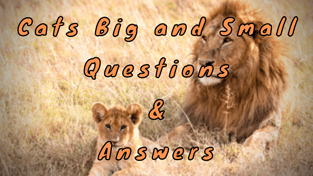 Cats Big and Small Questions & Answers
