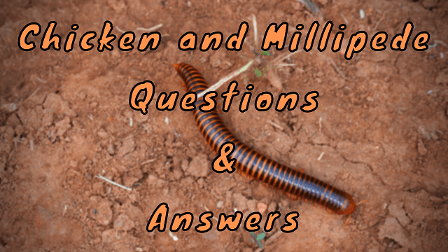Chicken and Millipede Questions & Answers