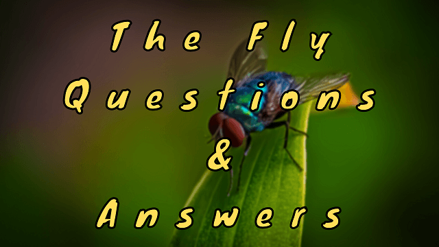 The Fly Questions & Answers - WittyChimp The Fly Questions & Answers - WittyChimp