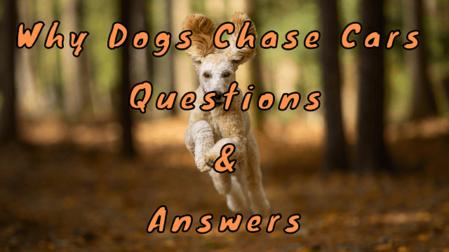 Why Dogs Chase Cars Questions & Answers