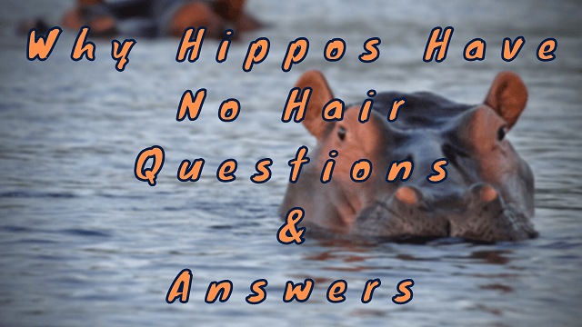 Why Hippos Have No Hair Questions & Answers