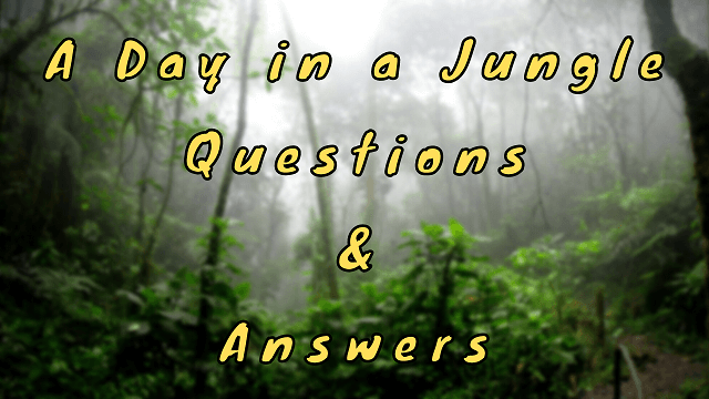 A Day in a Jungle Questions & Answers