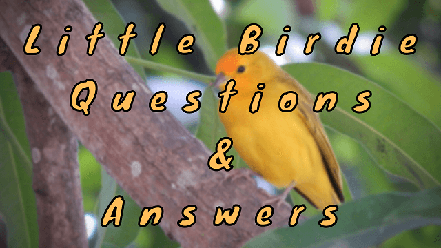 Little Birdie Questions & Answers