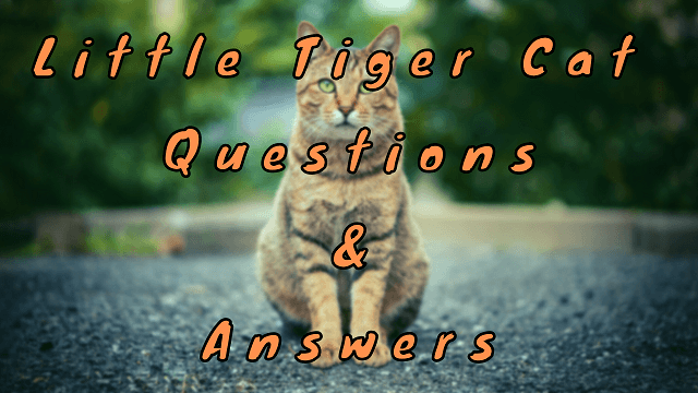 Little Tiger Cat Questions & Answers