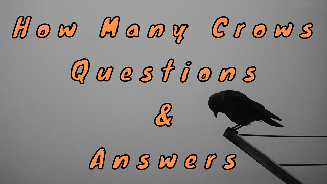 How Many Crows Questions & Answers