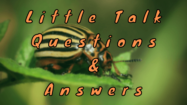 Little Talk Questions & Answers