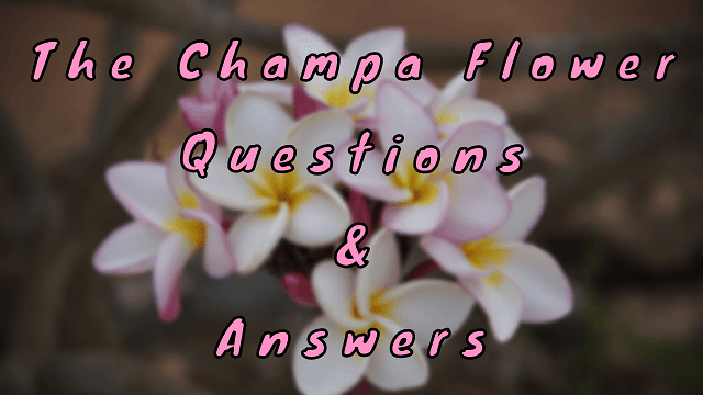 The Champa Flower Questions & Answers
