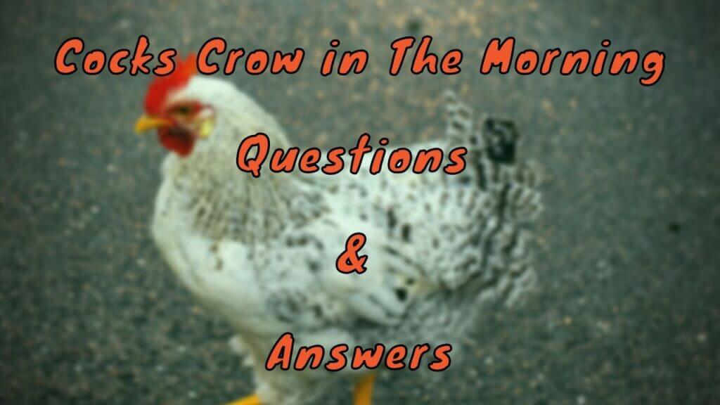 Cocks Crow in The Morning Questions & Answers WittyChimp