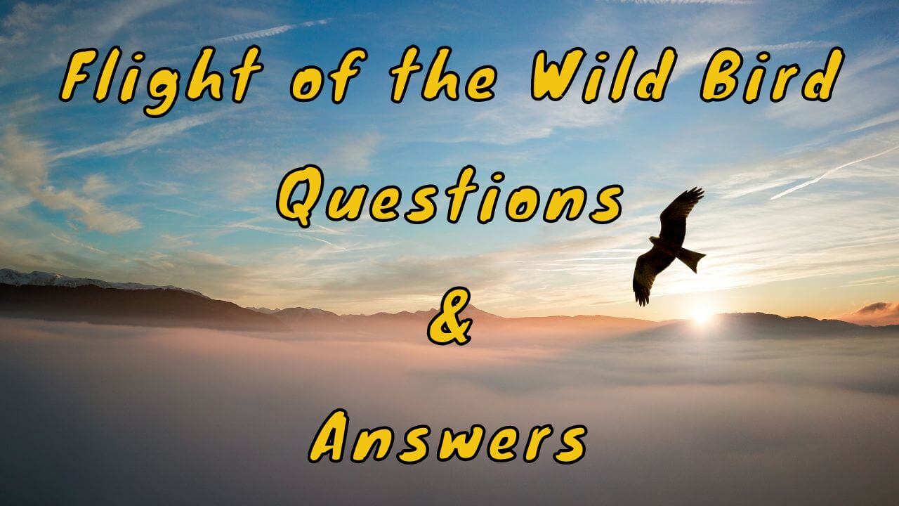 Flight of the Wild Bird Questions & Answers