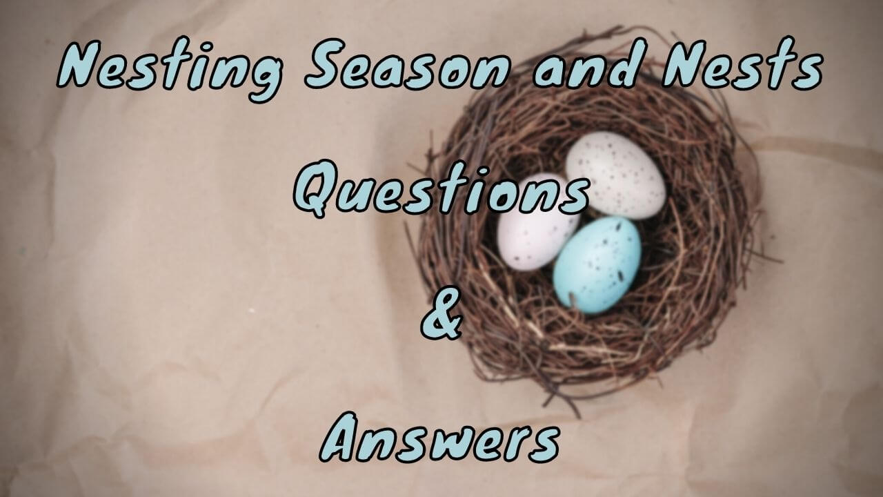 Nesting Season and Nests Questions & Answers