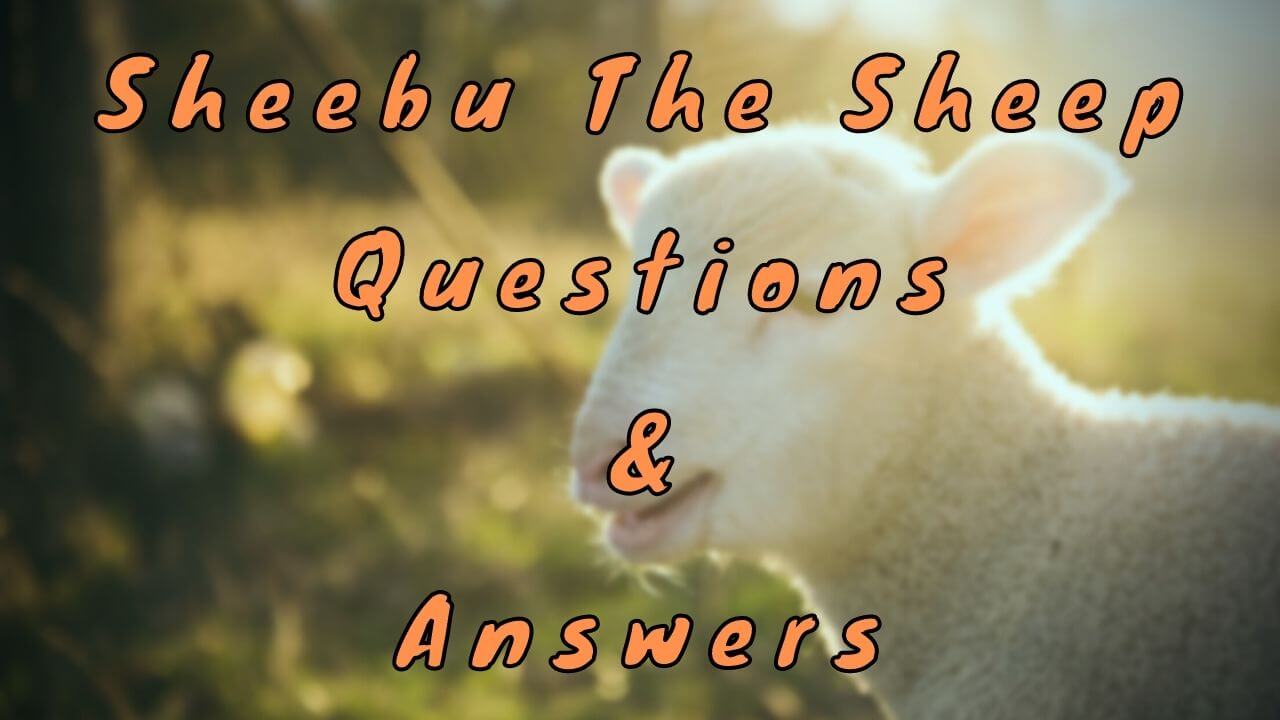 Sheebu The Sheep Questions & Answers