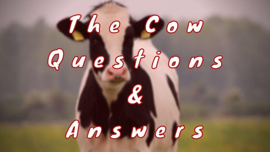 The Cow Questions & Answers WittyChimp