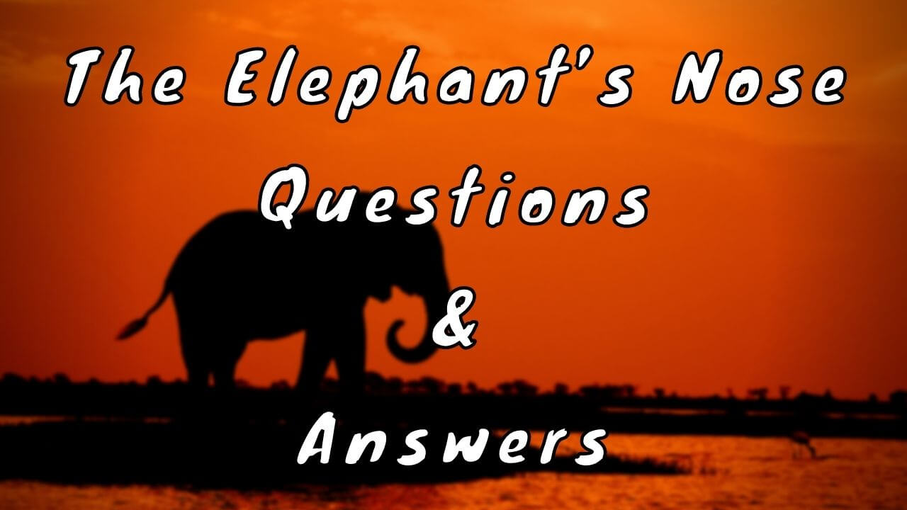 The Elephant’s Nose Questions & Answers