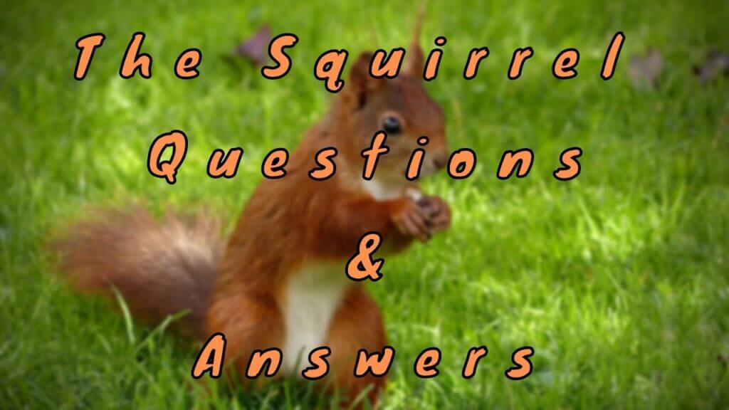 The Squirrel Questions & Answers WittyChimp