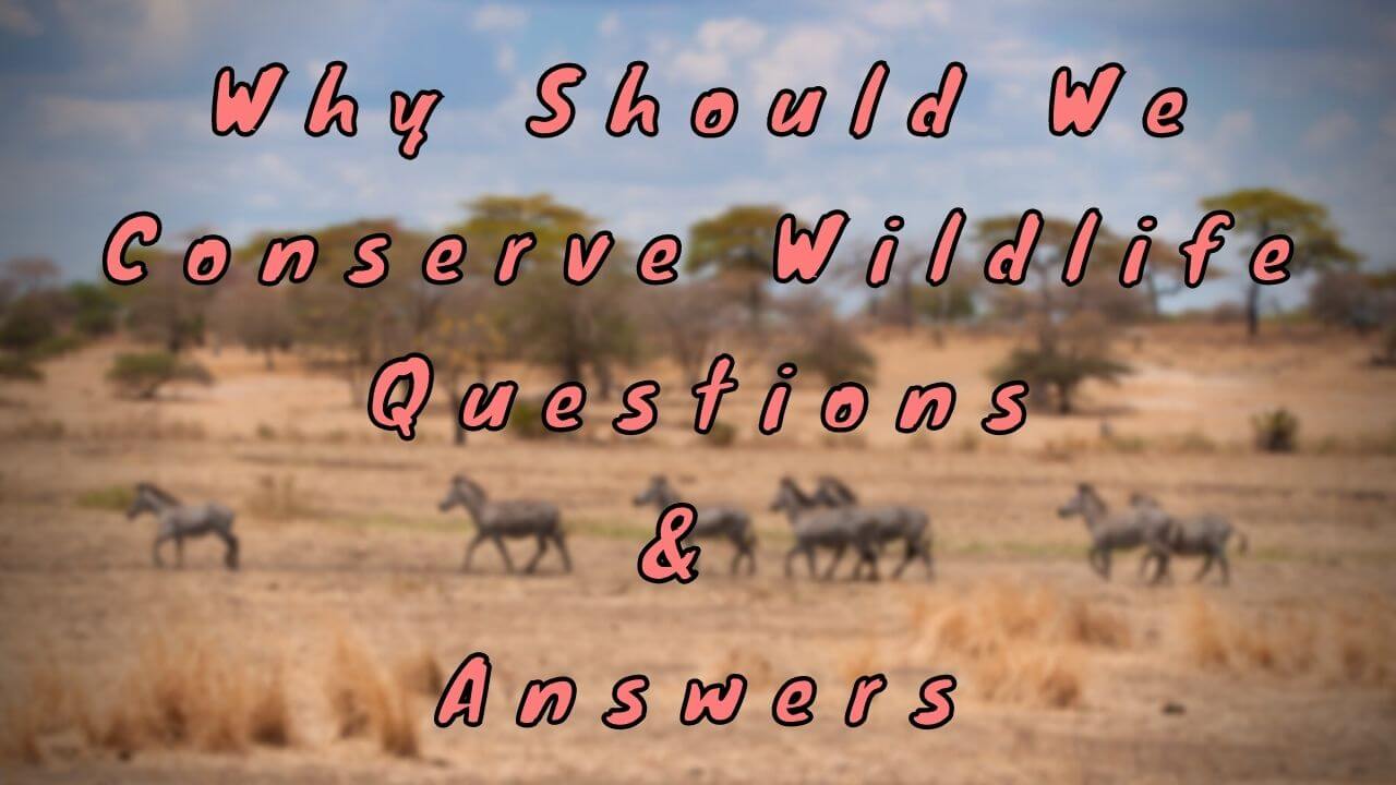 Why Should We Conserve Wildlife Questions & Answers