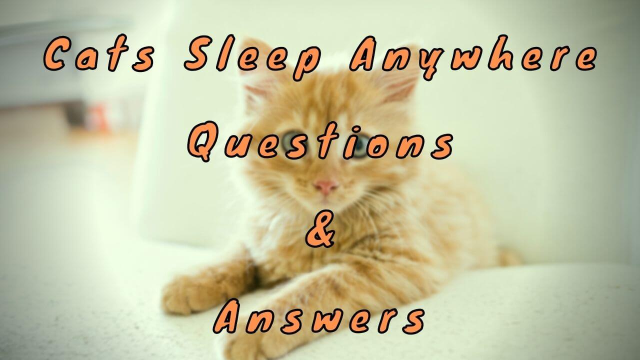 Cats Sleep Anywhere Questions & Answers