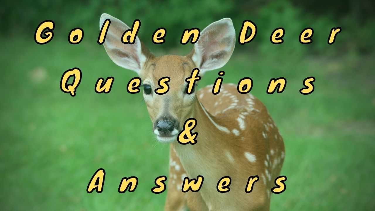 Golden Deer Questions & Answers