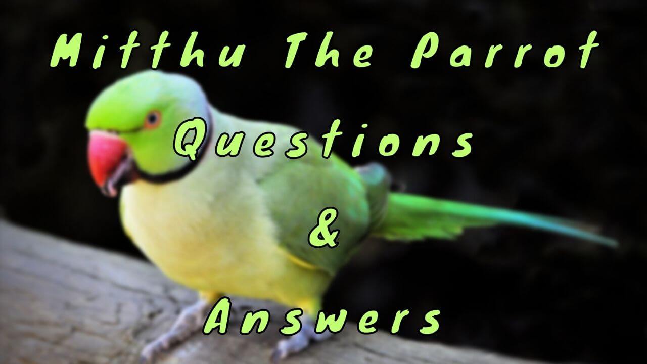 Mitthu The Parrot Questions & Answers