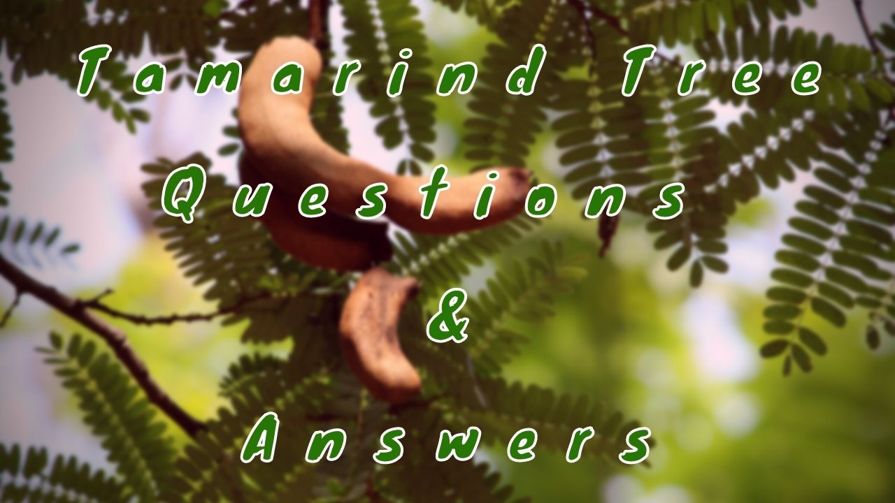 Tamarind Tree Questions & Answers