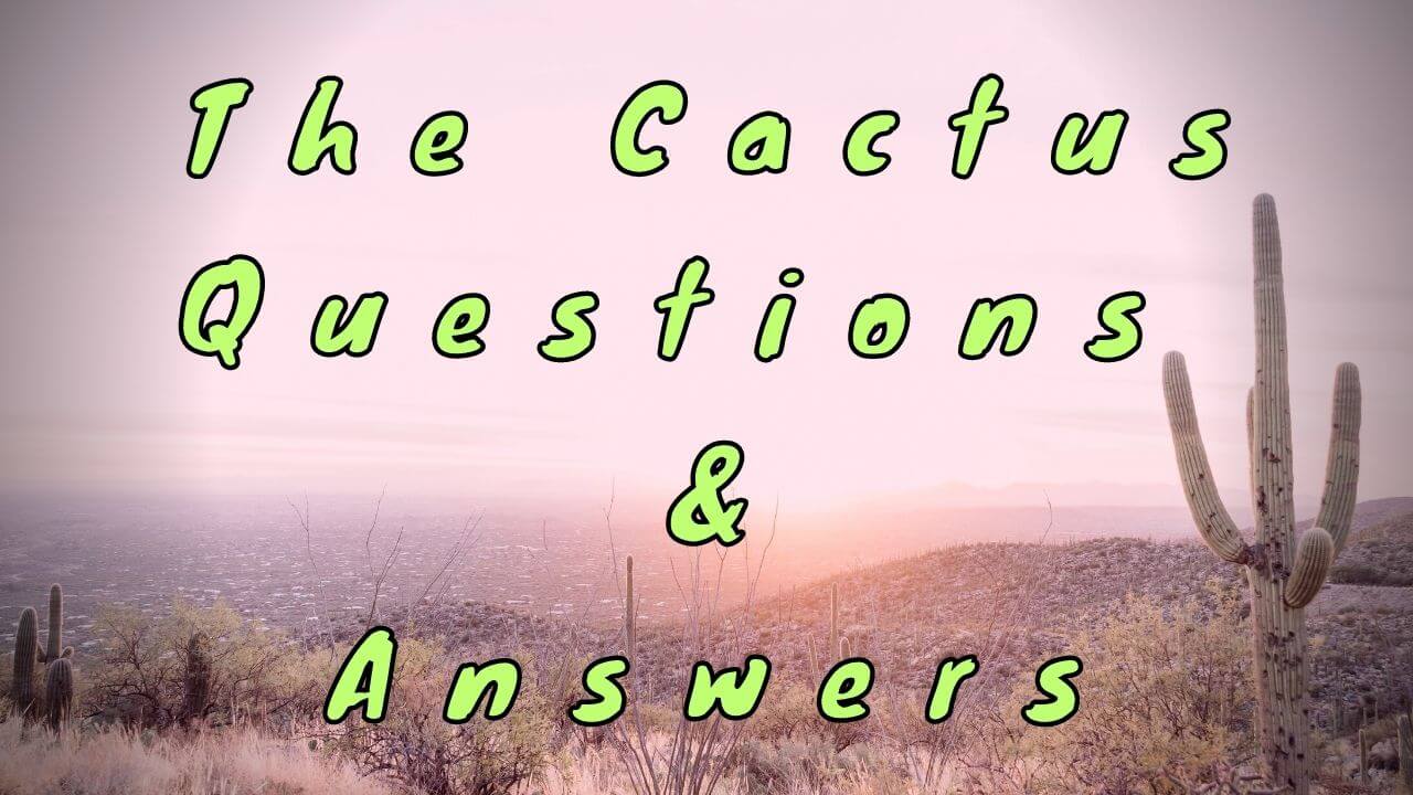 The Cactus Questions & Answers