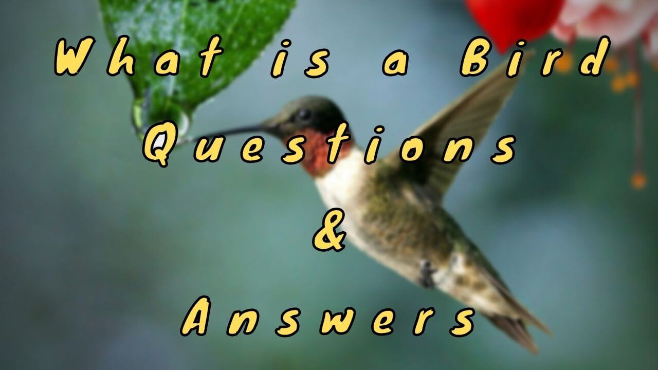What is a Bird Questions & Answers