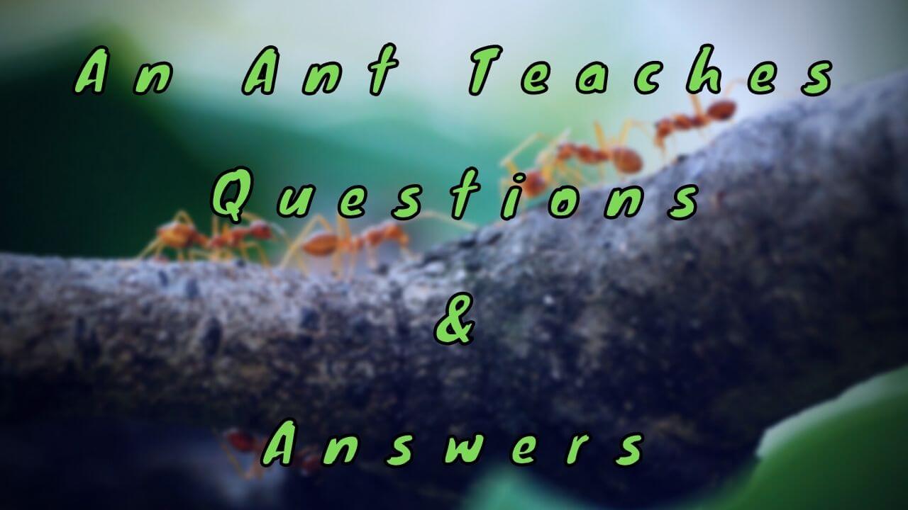 An Ant Teaches Questions & Answers