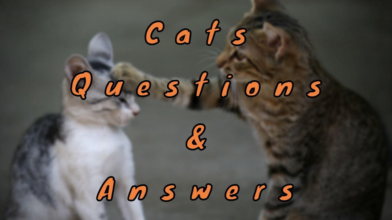 Cats Questions & Answers