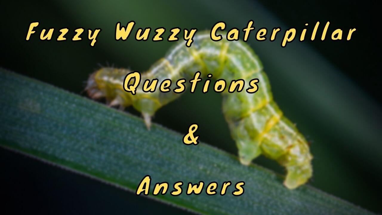 Fuzzy Wuzzy Caterpillar Questions & Answers