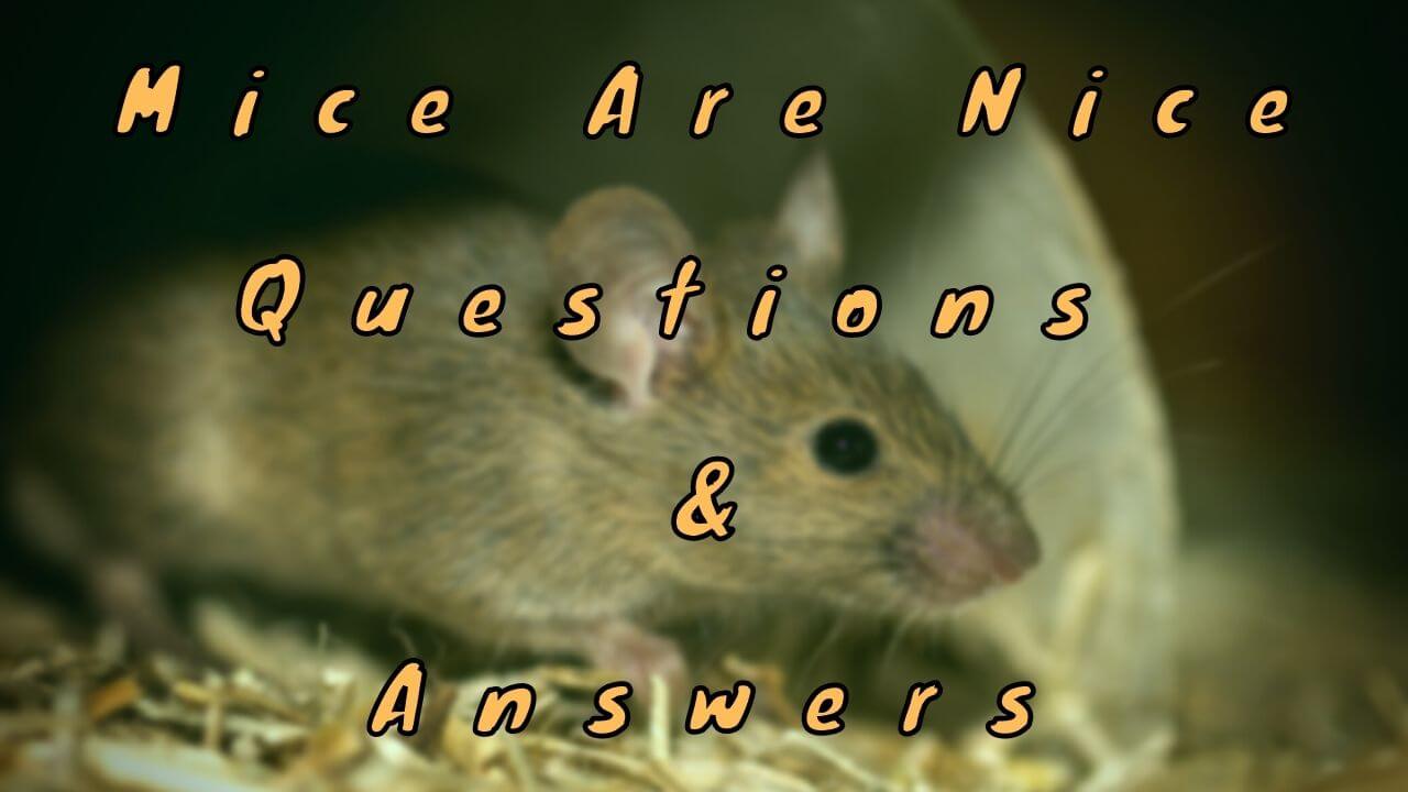 Mice Are Nice Questions & Answers