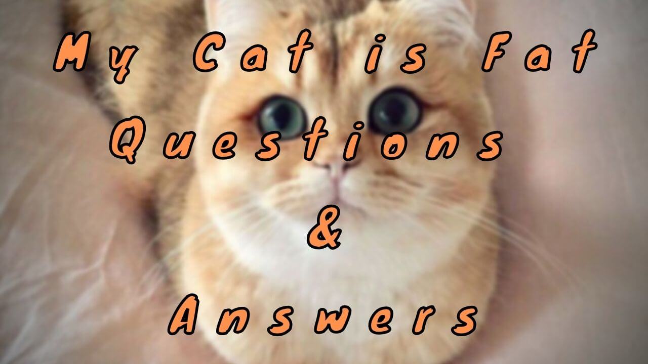 My Cat is Fat Questions & Answers