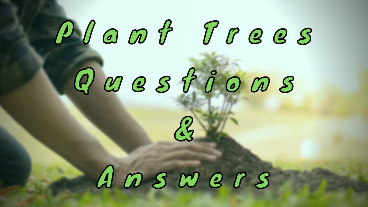 Plant Trees Questions & Answers