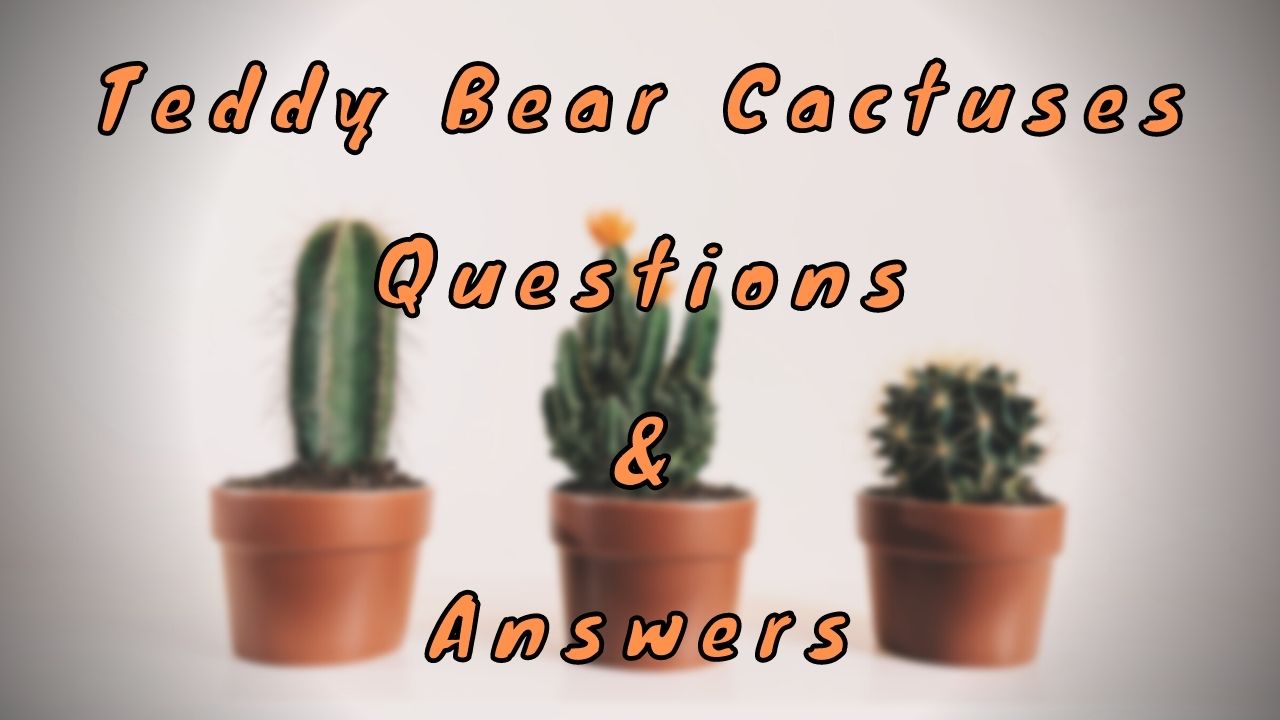 Teddy Bear Cactuses Questions & Answers