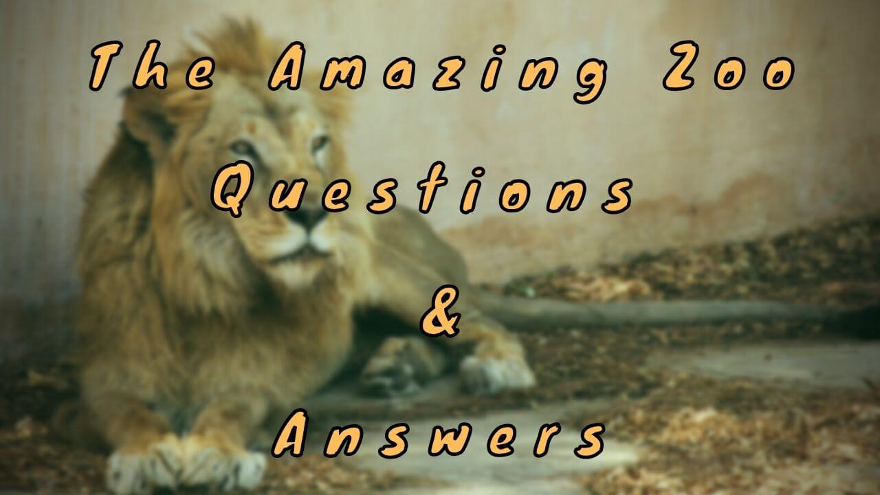 The Amazing Zoo Questions & Answers