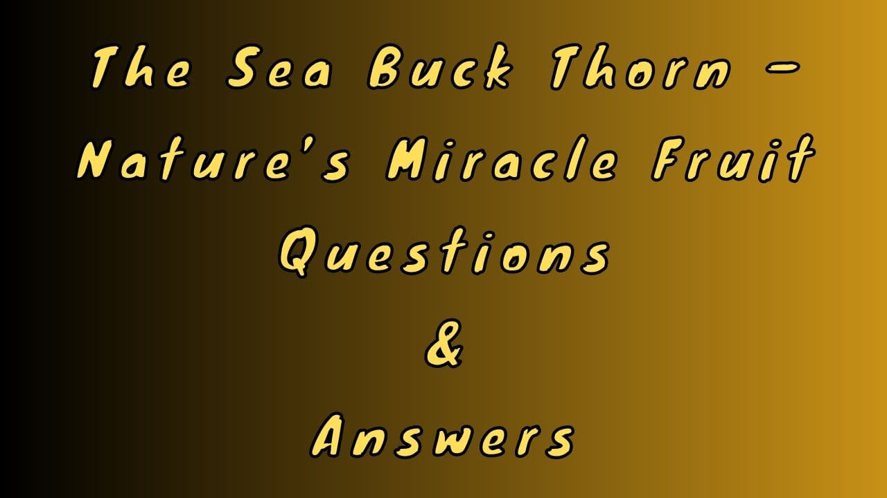 The Sea Buck Thorn – Nature’s Miracle Fruit Questions & Answers